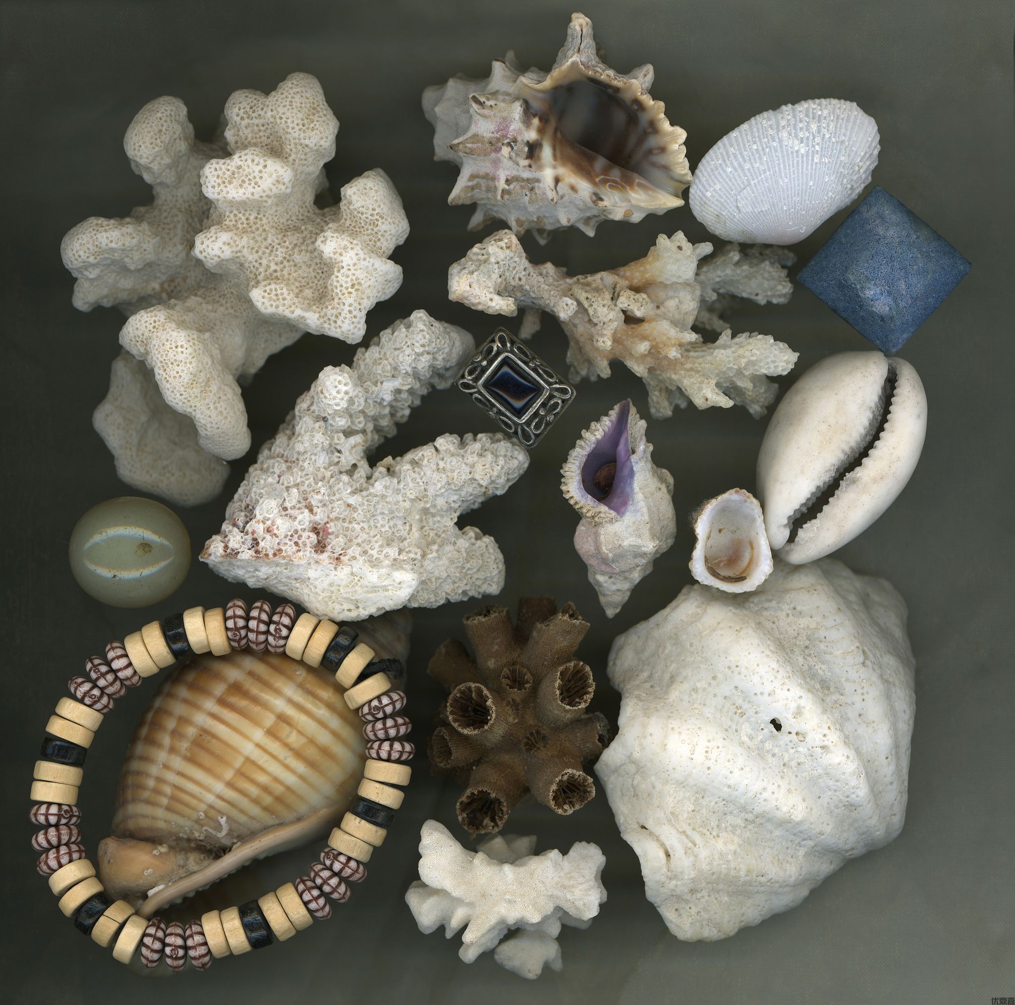 进口艺术贝壳生意好做吗?这7大法规陷阱要避开