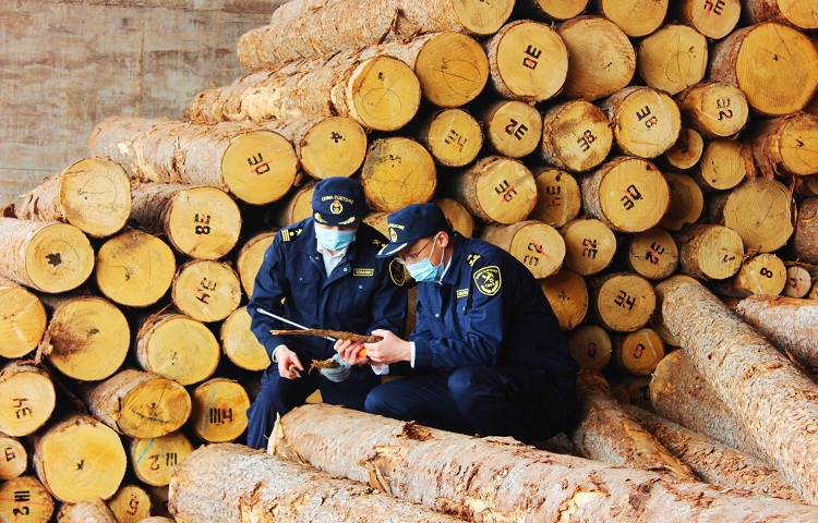 图为：海关关员在木材检疫处理区对进口原木实施现场检疫+毕建华摄