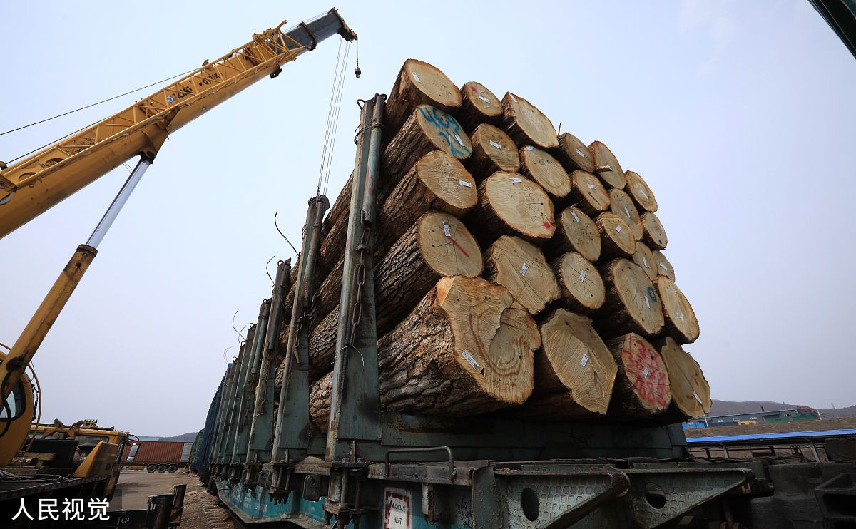 青岛港木材进口清关效率快，这家公司功不可没！  