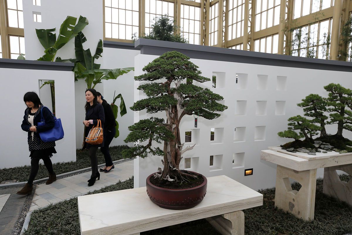 深度解析:盆景出口代理全流程包含哪些步骤?