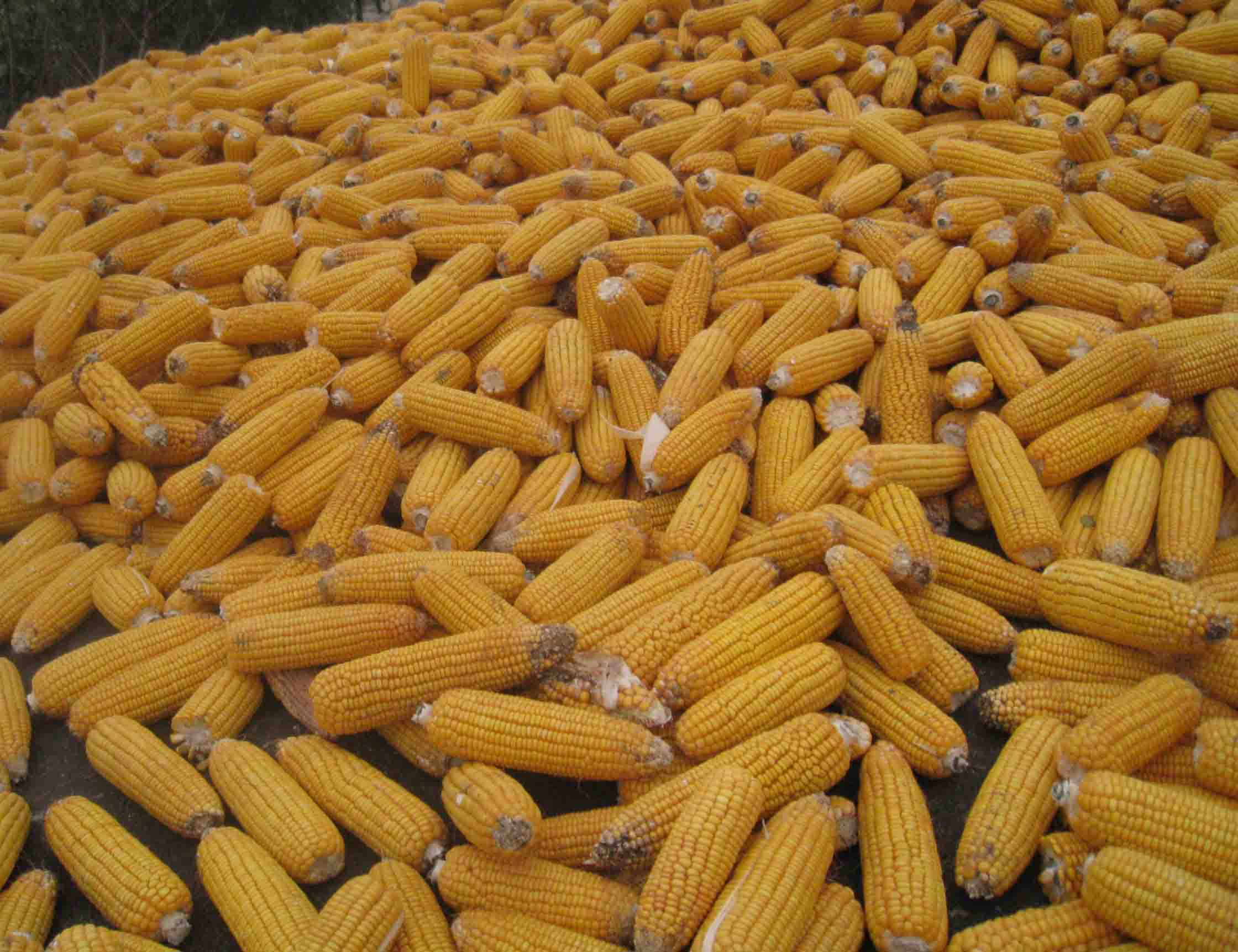 玉米出口代理